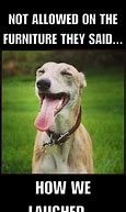 Image result for Greyhound Dog Meme