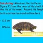 Image result for Objects That Are One Kilometer