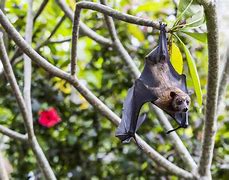 Image result for Bat On Tree