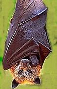 Image result for Vampire Bats in Texas