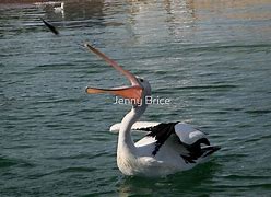 Image result for Pelican Throwing Fish