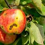 Image result for Apple Tree Leaf Spots