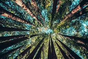 Image result for What Is Forest Carbon