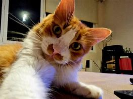 Image result for My Cat Samsung CLX