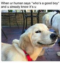 Image result for Love Dog Memes 2018
