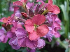 Image result for Erysimum Constant Cheer
