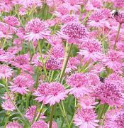 Image result for Astrantia major Capri