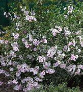 Image result for Lavatera Barnsley Baby
