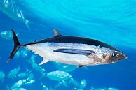 Image result for Albacore Reserve