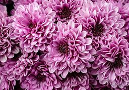 Image result for Chrysanthemum Floral Wallpaper