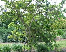 Image result for Annona Squamosa Tree