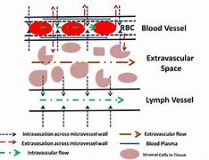 Image result for Extravascular Space
