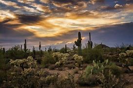 Image result for Sonoran Desert Arizona