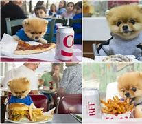 Image result for Pomeranian Dog Jiff Pom Owner