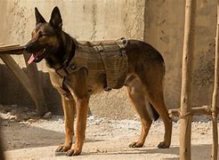 Image result for DogmaX
