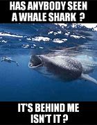 Image result for Whale Shark Meme