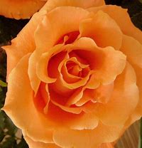 Image result for Peach Color Shades