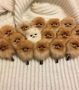 Image result for Cutest Dog World Pomeranian