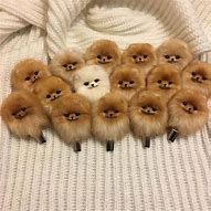 Image result for Cutest Pomeranian Cat Face