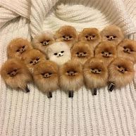 Image result for Cute Puppy Pomeranian