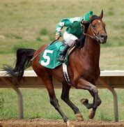 Image result for Racehorse