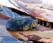 Image result for Clemmys Emydidae