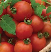 Image result for Mountain Magic Tomato