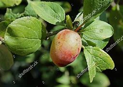 Bildergebnis für Prunus domestica Early Laxton