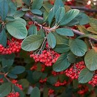 Image result for Cotoneaster cochleatus Minor