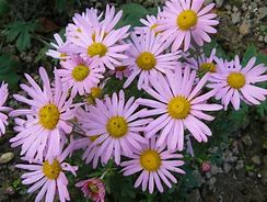 Image result for Chrysanthemum Clara Curtis (Rubellum-Group)