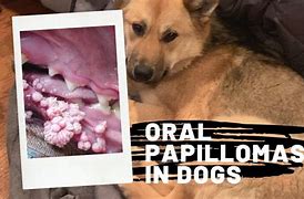 Image result for Warts On Dogs Mouth