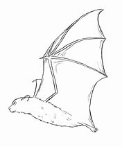 Image result for Bat Drawing Side View