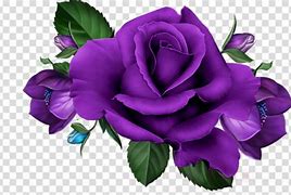 Image result for Purple Rose Clip Art with Clear Background