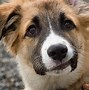 Image result for Awkward Smile Dog Meme