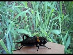 Image result for Crickets at Night