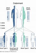 Image result for Homozygous and Heterozygous Examples