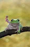 Image result for Dumpy Tree Frog Smiling