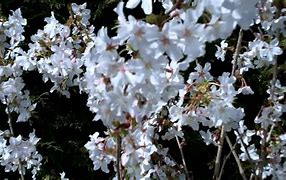 Image result for Prunus nipponica Brilliant
