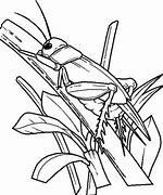 Image result for Cricket Bugs Coloring