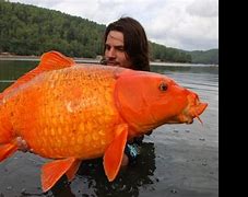 Image result for Giant Goldfish