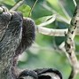 Image result for Sloth Phone Wallpaper