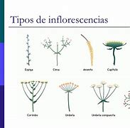 Image result for inflorescencia