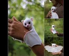 Image result for Pygmy Bat Albino