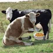 Image result for Guy Milking Cow Meme