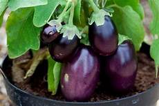 coltivare melanzane in vaso come coltivare le melanzane in vaso sul balcone di casa coltivare melanzane in vaso come coltivare le melanzane in vaso sul balcone di casa