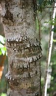 Image result for Manchineel Tree Bark