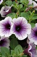 Image result for PETUNIA BLUE VEIN