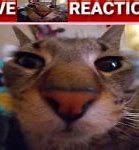 Image result for Cat- Reaction Meme Confused
