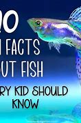 Image result for Cool Fun Facts About Fish