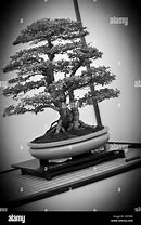 Image result for Bonsai Tree Black and White